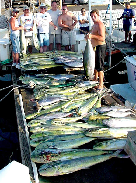 1000 pounds of Mahi Mahi and 400 pounds of Yellowfin Tuna!

