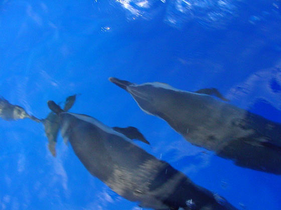Dolphins Tag Along
Keywords: dolphin dolphins