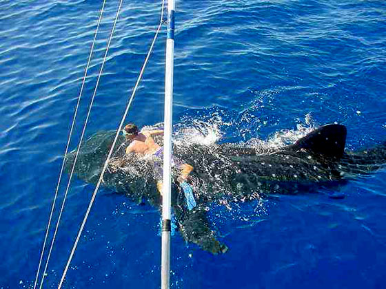 Captain Jesse goes for a ride on a whale shark- 16 miles offshore in 6000 feet of water.
Keywords: whale shark