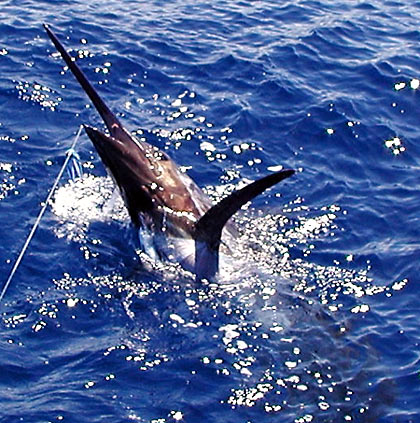 Large Blue Marlin, just prior to being released.
Keywords: blue marlin