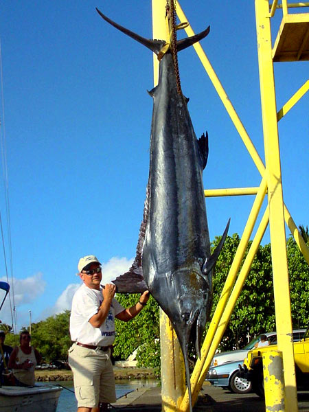 495 lb. Blue Marlin
Keywords: blue marlin