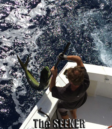 2-2-15
Keywords: Mahi Mahi Dorador Dolphin Tuna Sportfishing Charter fishing chupu Hawaii