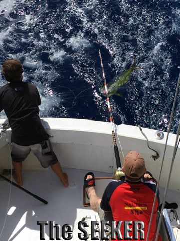 2-2-15
Keywords: Mahi Mahi Dorador Dolphin Tuna Sportfishing Charter fishing chupu Hawaii