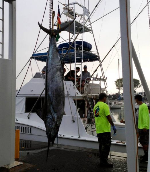 6-22-2013
Hanapa'a Winning Marlin by Grand Slam
Keywords: marlin,mahi mahi,dorado,dolfin,hawaii,north shore,charter,boat,fishing,trip,fish,oahu,sportfishing,deep sea,trolling