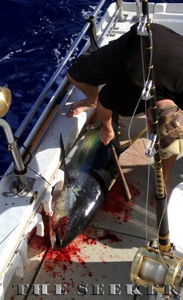 7-2-2013
Keywords: ahi,tuna,yellowfin,mahi mahi,dolphin,fish,charter,fishing,oahu,north shore,hawaii,sportfishing,blue,marlin