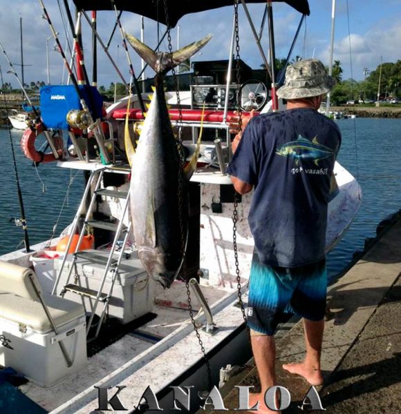 7-31-2013
Big Ahi
Keywords: ahi,tuna,yellowfin,mahi mahi,dolphin,fish,charter,fishing,oahu,north shore,hawaii,sportfishing,blue,marlin