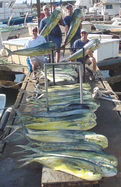 4-16-04
"Green Peace" Mantz drug his friends out in some nasty water. By 10 am we were out of bait and had close to 30 Mahi Mahi. On the way to tow another boat home, we scrounged up another 10 to make the total 40 Mahi Mahi. Sweet!
Hey Marty where's my swivel?
