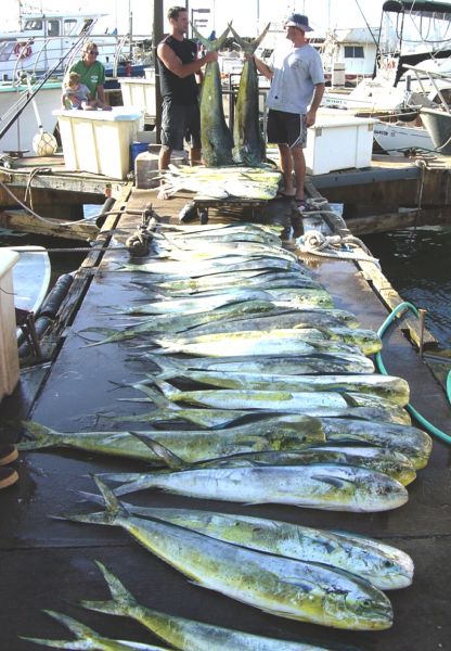 4-29-04
Here it is, the new boat record. 3 anglers, 73 Mahi Mahi- over 1400 pounds of fish. Henry Sr., Henry Jr. and brother Pat absolutley CRUSHED EM!

