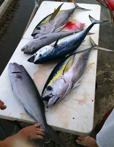 3-10-2013
Keywords: tuna,snapper,bottom,reef,hawaii,north shore,charter,boat,fishing,trip,fish,oahu,sportfishing