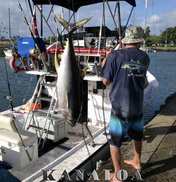 7-31-2013
Keywords: ahi,tuna,yellowfin,mahi mahi,dolphin,fish,charter,fishing,oahu,north shore,hawaii,sportfishing,blue,marlin