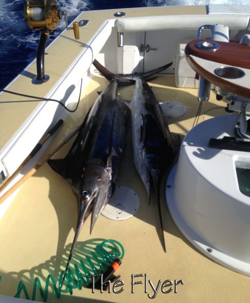 8-21-14
Keywords: blue marlin sportfishing charter fishing hawaii oahu chupu deep see sport fish