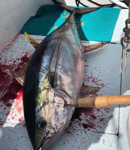GS 11-9-2018
Keywords: CHUPU SPORT FISHING CHARTER HAWAII AHI YELLOW FIN TUNA