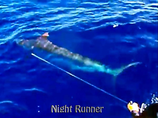 8-22-14
Keywords: blue marlin sportfishing charter fishing hawaii oahu chupu deep see sport fish