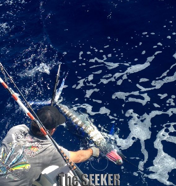 2-7-15
Keywords: striped marlin, marlin, spearfish, yellow, fin, tuna, ahi, mahi mahi, dorado, dolphin, sport fishing charter boat sportfishing chupu hawaii oahu 