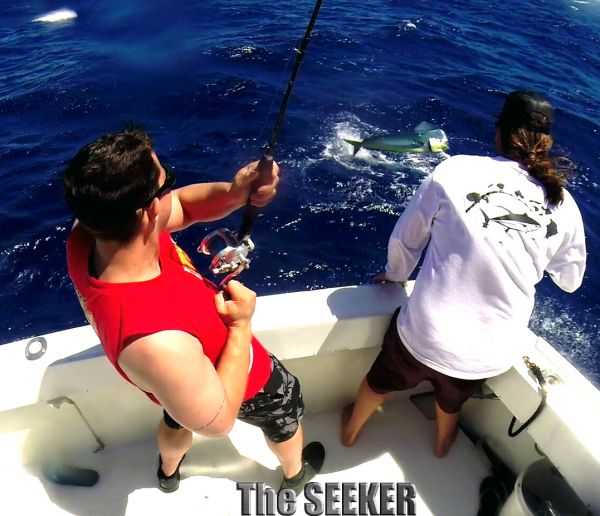 3-21-15
Keywords: Mahi Mahi Dorador Dolphin Tuna Sportfishing Charter fishing chupu Hawaii
