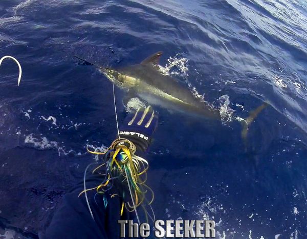 7-11-15
Keywords: Blue Marlin Ahi Yellow Fin Tuna Fishing Charter Chupu Hawaii