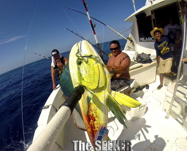 7-3-15
Keywords: Mahi Mahi Dorador Dolphin Tuna Sportfishing Charter fishing chupu Hawaii