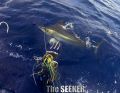 Seeker_7-11-15_Blue_Marlin_Chupu_Fishing_Charter_Hawaii_1.jpg