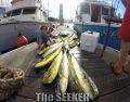 Seeker_9-19-14_Mahi_Mahi_charter_fishing_chupu_hawaii.jpg